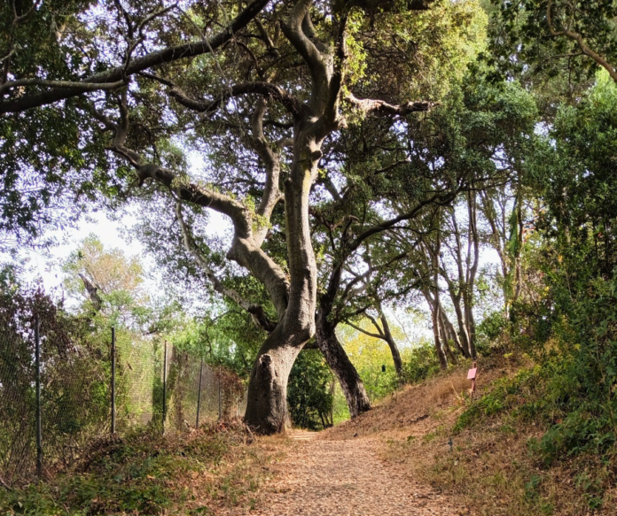 Buddhist meditation trail a mindful way to start the day