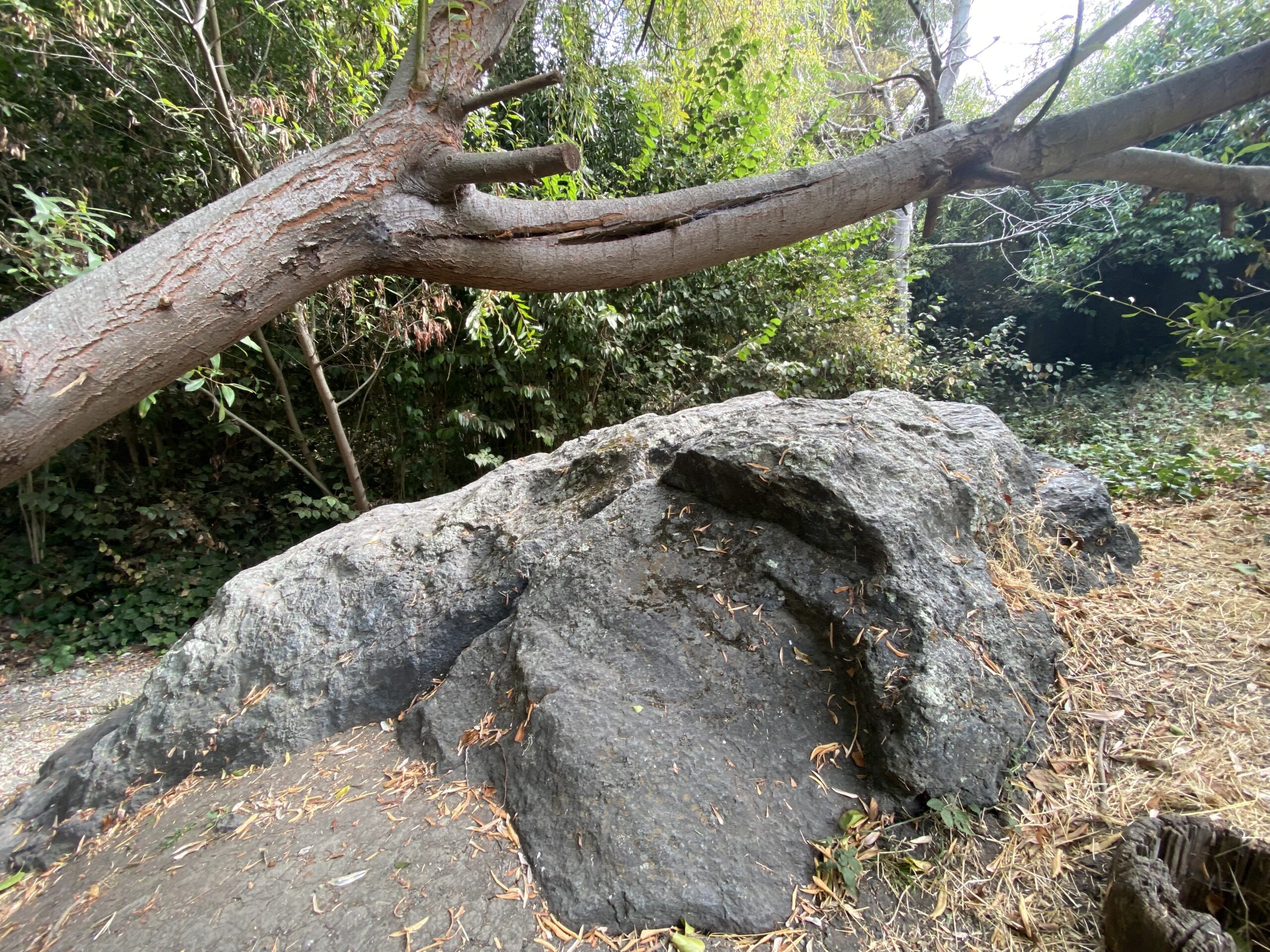 A Few of My Favorite Things: The ‘acorn boulder’ at Mira Vista Park
