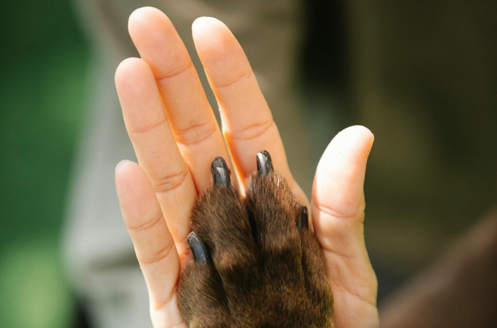 Photo by Blue Bird: https://www.pexels.com/photo/woman-having-high-five-with-obedient-dog-7210698/