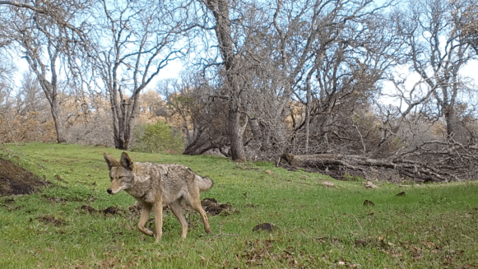 Coyote sightings in East Richmond Heights