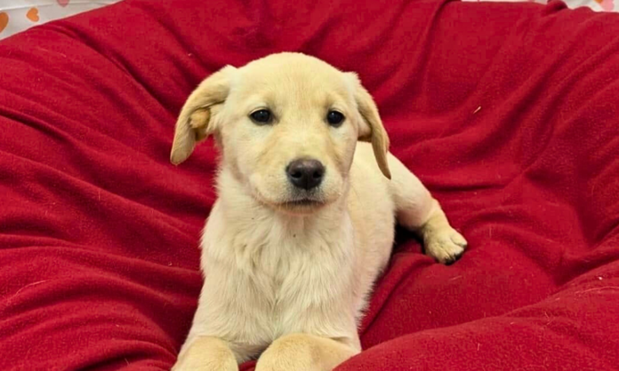 Milo Foundation supporting animals impacted by LA fires