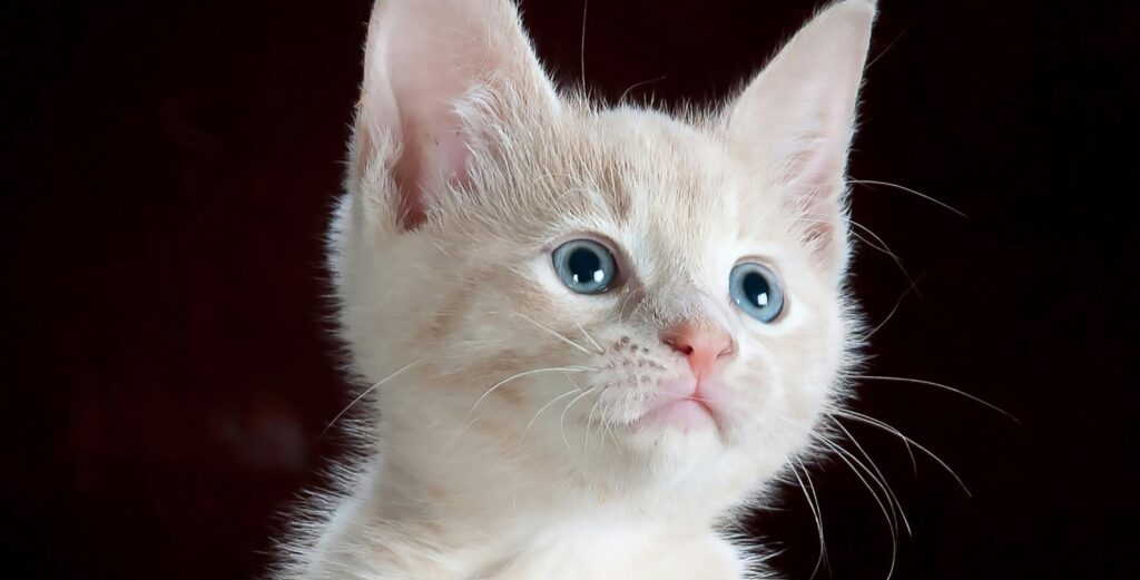 Richmond fundraiser to support local animal rescuers caring for LA strays