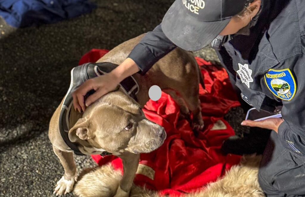 RPD credits Marin clinic for saving life of homeless dog injured in shooting