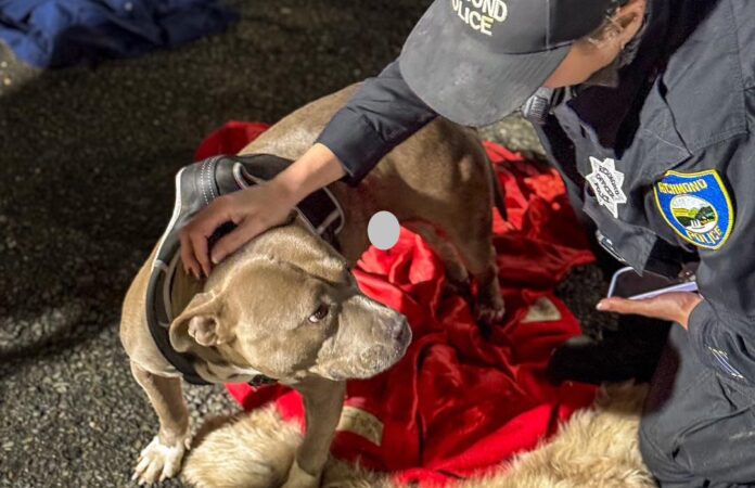 RPD credits Marin clinic for saving life of homeless dog injured in shooting