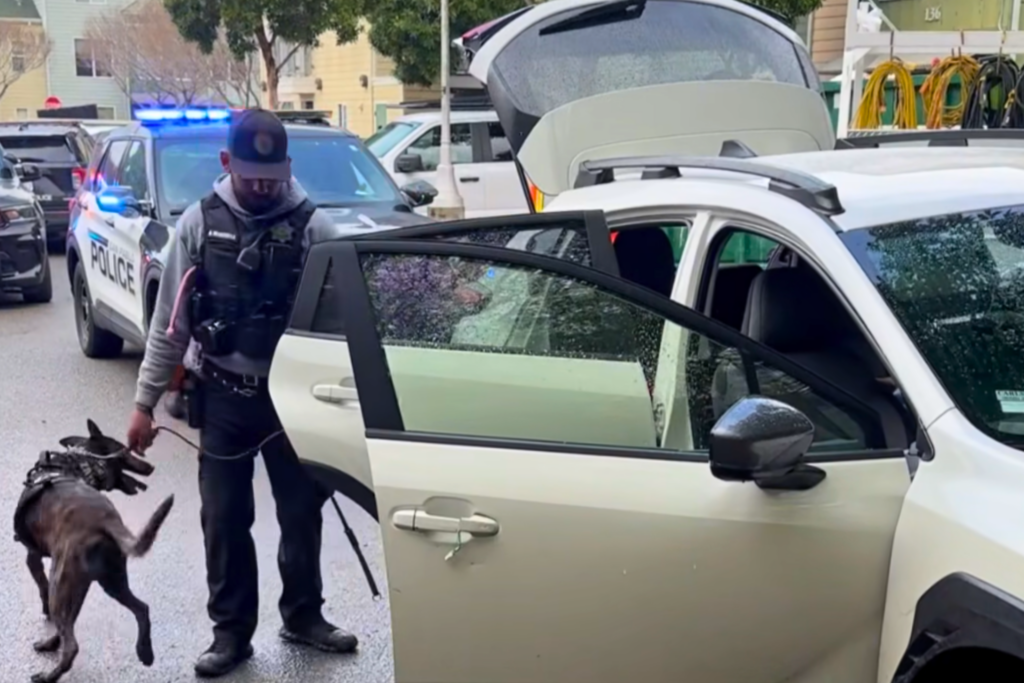 Police pursuit ends on dead-end street for suspected car thief