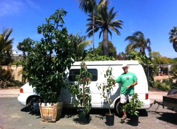 Photo courtesy of Golden Gate Palm Richmond avocado enthusiast empowers cultivation of ‘green gold’