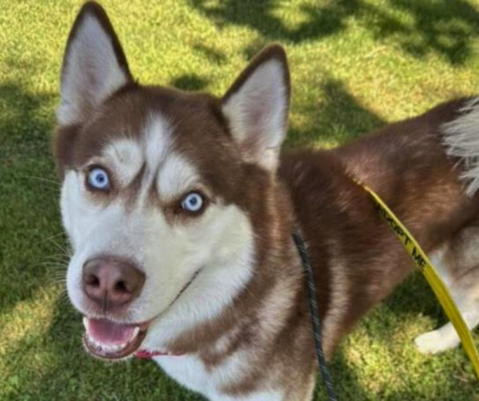 Contra Costa Animal Services to host free pet adoptions event