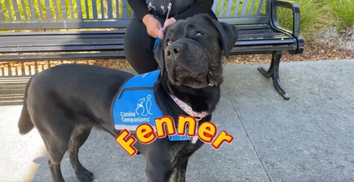 Contra Costa County welcomes new courthouse dog to support crime victims