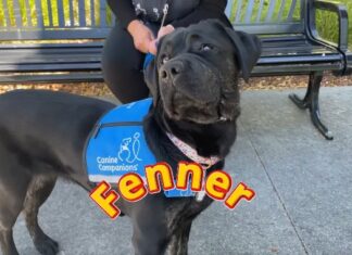 El Condado de Contra Costa da la bienvenida a un nuevo perro de apoyo