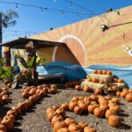 ‘Harvest Fest’ returns with pumpkins, petting zoo, music & more ‘Harvest Fest’ returns with pumpkins, petting zoo, music & more