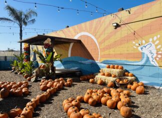 ‘Harvest Fest’ returns with pumpkins, petting zoo, music & more ‘Harvest Fest’ returns with pumpkins, petting zoo, music & more