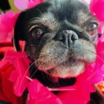 The Factory Bar unleashes thrills & chills for dogs and humans alike The Factory Bar unleashes thrills & chills for dogs and humans alike