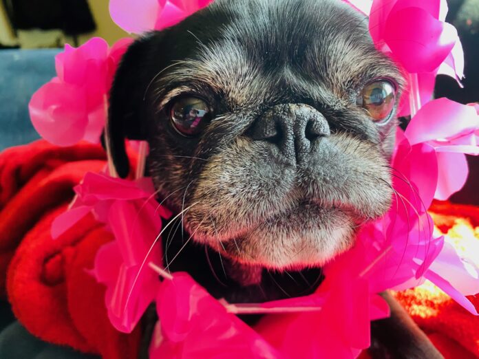 The Factory Bar unleashes thrills & chills for dogs and humans alike