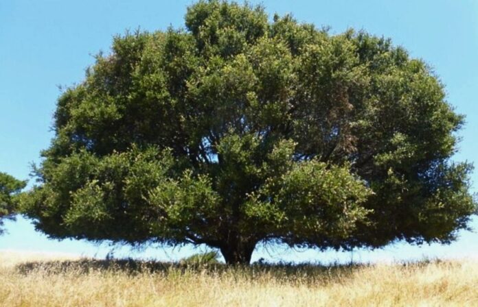 Coast Live Oak proposed as Richmond's official native tree after survey