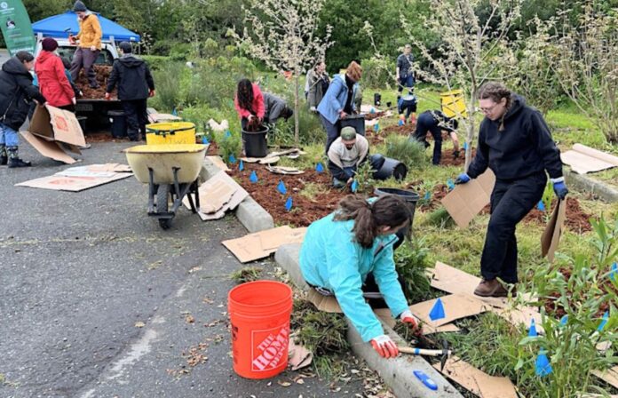 Baxter Creek restoration Richmond California