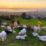 Sundar Shadi Holiday Display lights up El Cerrito hills Dec. 13–26 Sundar Shadi Holiday Display lights up El Cerrito hills Dec. 13–26