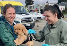 Free pet vaccine and microchip clinic coming to Richmond Free pet vaccine and microchip clinic coming to Richmond