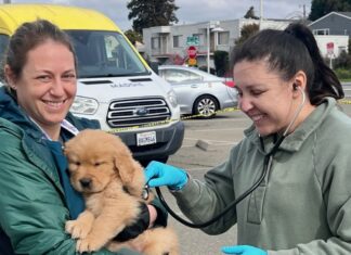 Free pet vaccine and microchip clinic coming to Richmond Free pet vaccine and microchip clinic coming to Richmond