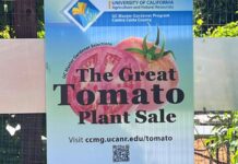 Get ready for the 2026 Great Tomato Plant Sale Get ready for the 2026 Great Tomato Plant Sale