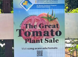 Get ready for the 2026 Great Tomato Plant Sale Get ready for the 2026 Great Tomato Plant Sale