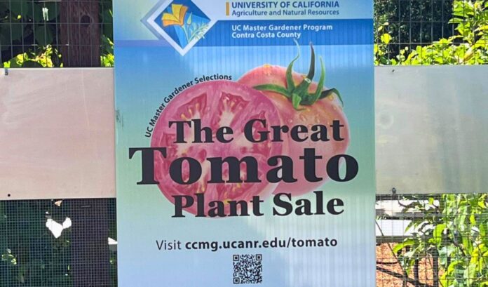 Get ready for the 2026 Great Tomato Plant Sale