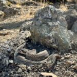 Spring warmth brings rattlesnake activity to East Bay Regional Parks Spring warmth brings rattlesnake activity to East Bay Regional Parks
