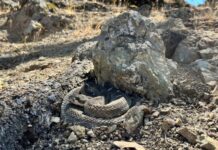 Spring warmth brings rattlesnake activity to East Bay Regional Parks Spring warmth brings rattlesnake activity to East Bay Regional Parks