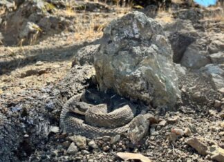 Spring warmth brings rattlesnake activity to East Bay Regional Parks Spring warmth brings rattlesnake activity to East Bay Regional Parks