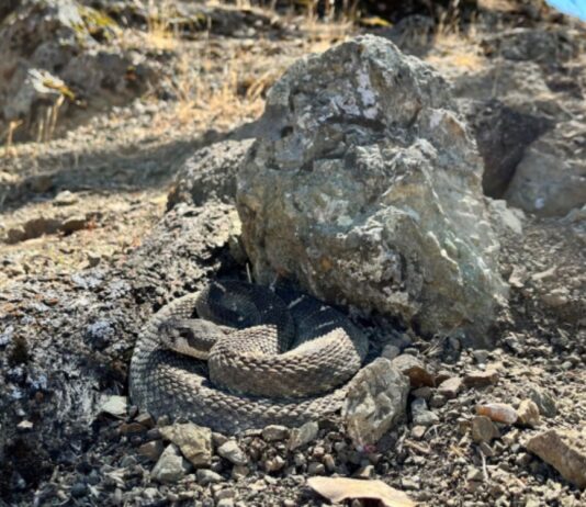 Spring warmth brings rattlesnake activity to East Bay Regional Parks Spring warmth brings rattlesnake activity to East Bay Regional Parks