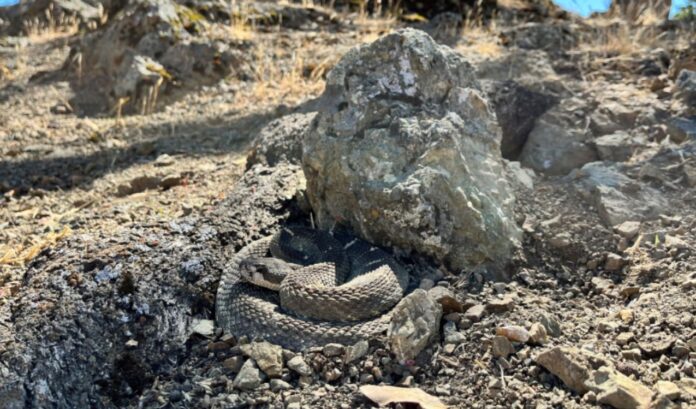 Spring warmth brings rattlesnake activity to East Bay Regional Parks Spring warmth brings rattlesnake activity to East Bay Regional Parks