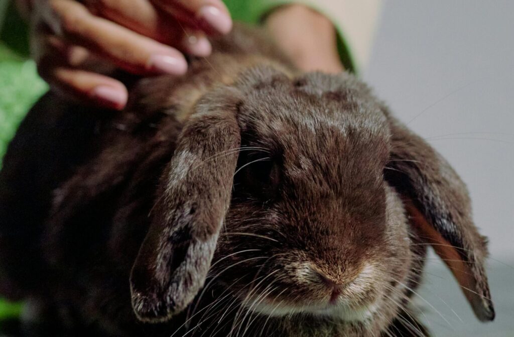House Rabbit Society asks public to support rabbit pantry this Easter