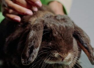 House Rabbit Society asks public to support rabbit pantry this Easter House Rabbit Society asks public to support rabbit pantry this Easter